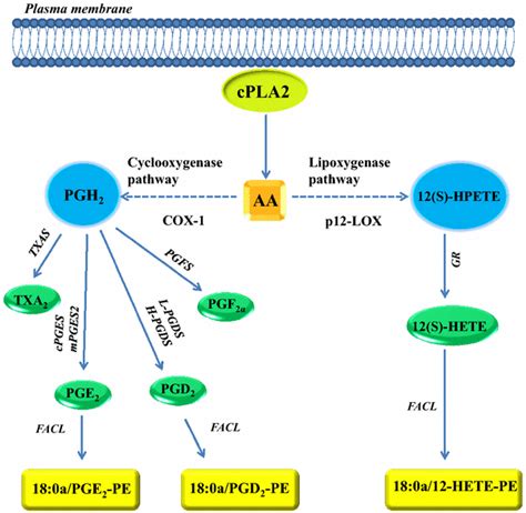 Major pathways for the biosynthesis of eicosanoids in platelets.... | Download Scientific Diagram