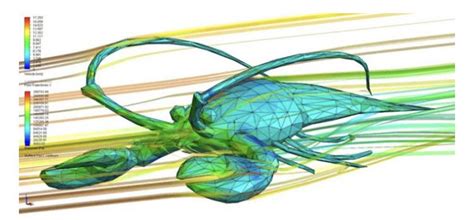 Aerodynamics dynamics of a lobster : r/interesting