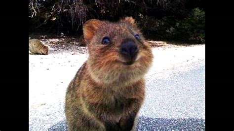 The Quokka in 40 seconds - YouTube