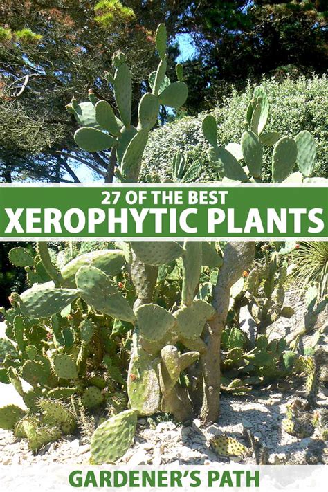 Examples Of Xerophytes Plants