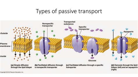 The mechanism of passive transport - online presentation