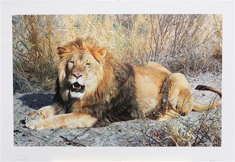 Lot - Carl Brenders' "Kalahari" Limited Edition Print