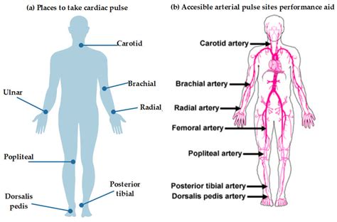 (adapted) [48] Human body areas for heart rate and blood pressure... | Download Scientific Diagram