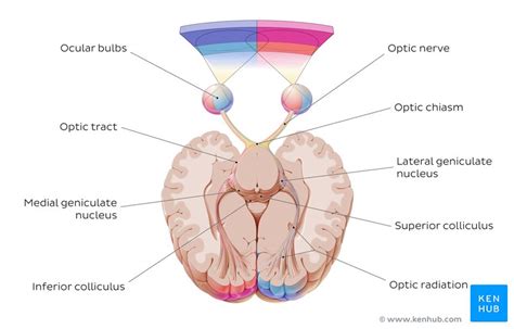 Optic Chiasm Anatomy - Anatomy Reading Source