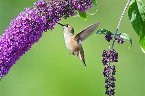 12 Beautiful Perennial Flowers That Attract Hummingbirds To The Garden