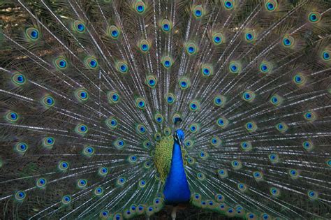 Burung Merak Biru : Apa Saja Yang Menarik Untuk Diketahui | Ayamkalkun.com