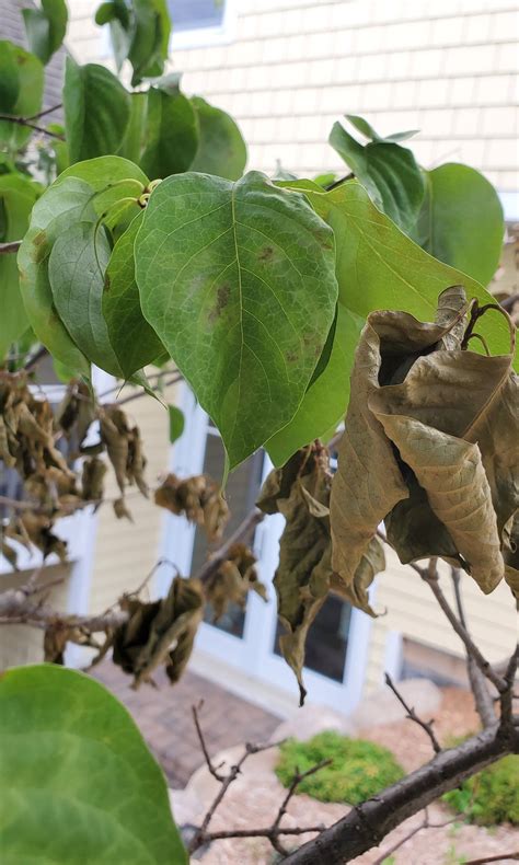 diagnosis - Lilac Tree Branches Suddenly Dying - Gardening ...