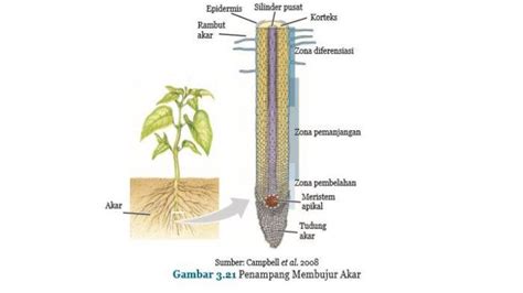 Struktur dan Fungsi Jaringan pada Akar, Batang dan Daun serta Bagian ...