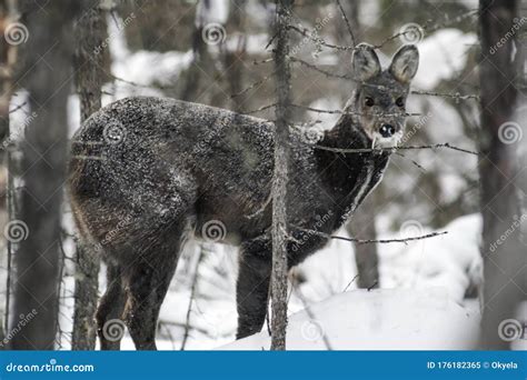 Siberian Musk Deer in the Forest. Small Deer with Large Fangs Stock Image - Image of snow ...