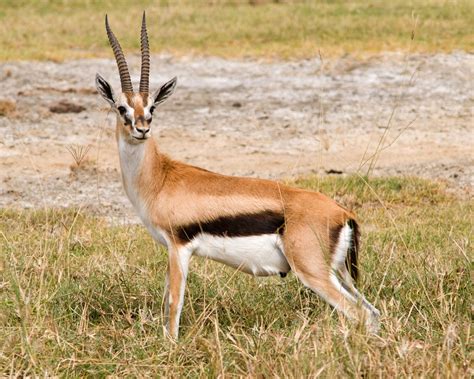 Gazelles: Facts & Pictures | Live Science