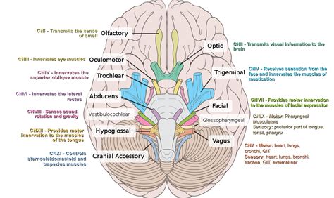 Cranial Nerves & Functions Diagram | Quizlet