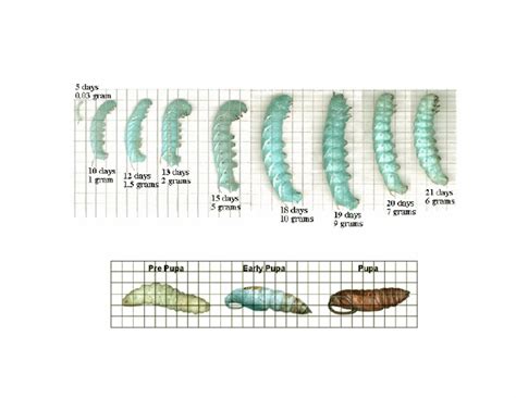 Tobacco Hornworm Life Cycle - Tobacco Hornworm Manduca Sexta Linnaeus Tomato Hornworm Manduca ...