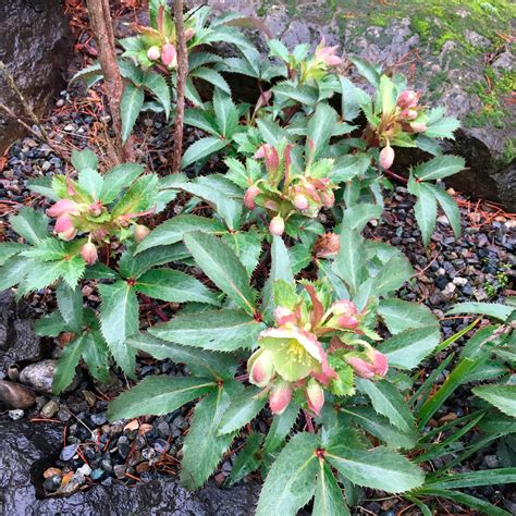 Winter-Blooming Hellebores for the Northwest - Fine Gardening