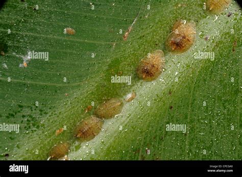 Honeydew & soft brown scale insects (Coccus hesperidum) on a banana ...