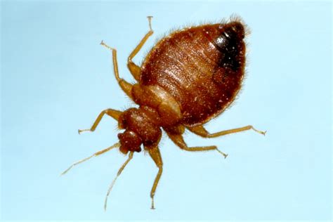 ABC Termite & Pest Control - Bed Bugs Information