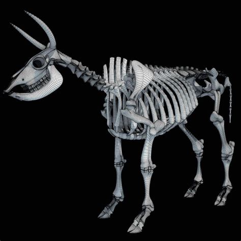 Cow Skeleton - 3D Model by 3D Horse