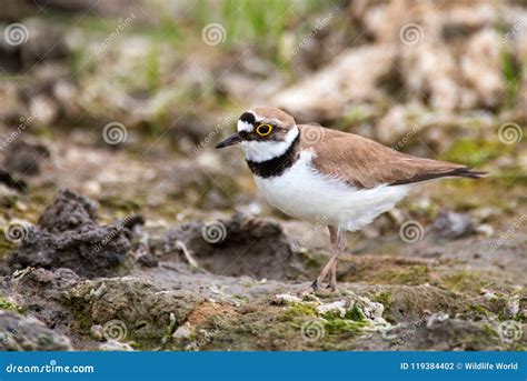 Little Ringed Plover Charadrius Dubius in Natural Habitat Stock Photo ...