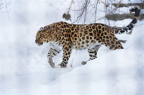 Meet the Amur Leopard, One of the World's Rarest Big Cats