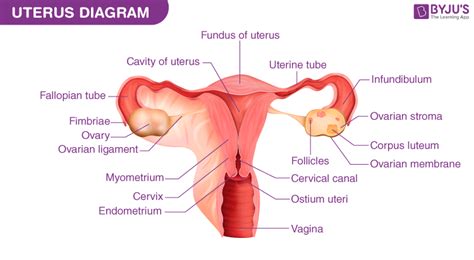 The Uterus Structure Location Vasculature TeachMeAnatomy, 50% OFF