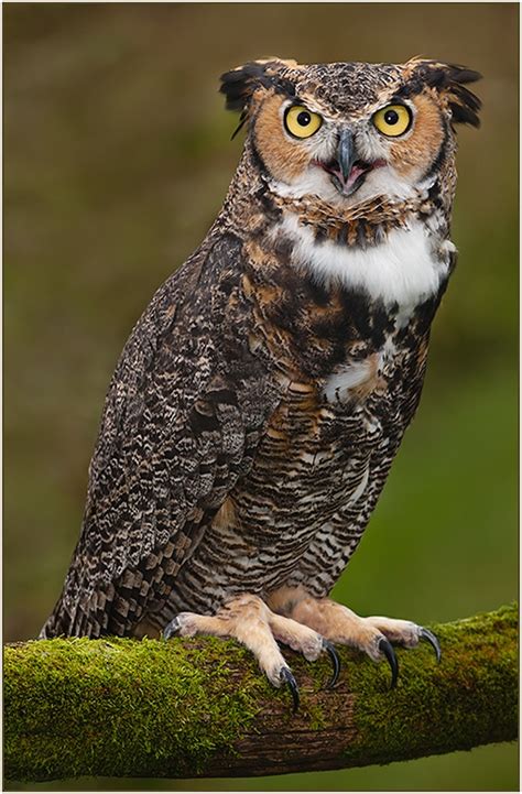 Great Horned Owl (Birds of Prey, Owls) | Birds of Prey | Pinterest