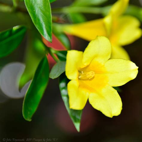 South Carolina State Flower | Yellow Jessamine