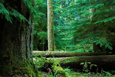 "Tranquil Forest" Posters by Michael Blakey | Redbubble