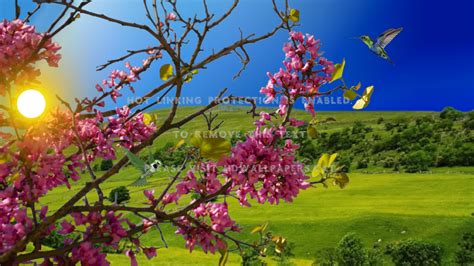 Flowers Sunny Day Wallpapers - Wallpaper Cave