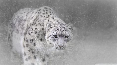 Snow Leopard HD Wallpapers - Wallpaper Cave