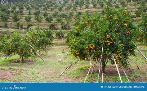 Fresh Oranges Waiting To Harvest in Organic Farming. Stock Photo ...