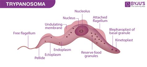 Trypanosoma - Diagram, Morphology