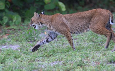 Sanibel Island Wildlife 6/20/21.Photos by Patrick Bailey