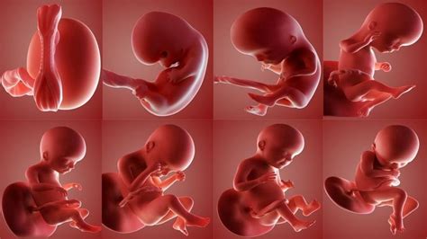 7 Acts That Babies Do In The Womb Will Surprise You - Mum Corner | Baby development, Stages of ...