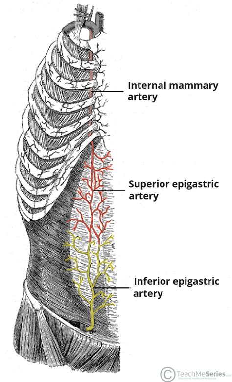 Superior Epigastric Artery - Course - Supply - TeachMeAnatomy