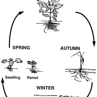 Life cycle of the pseudo-annual Circaea lutetiana L. | Download ...