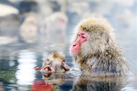 How to Get to the Snow Monkeys | Go! NAGANO Official Travel Guide of Nagano, Japan