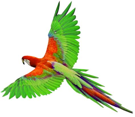 Clip Art Parrot | Parrot image, Parrot, Parrot flying