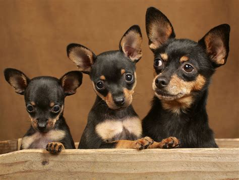 toy's generation | Miniature pinscher dog, Fluffy animals, Cute chihuahua