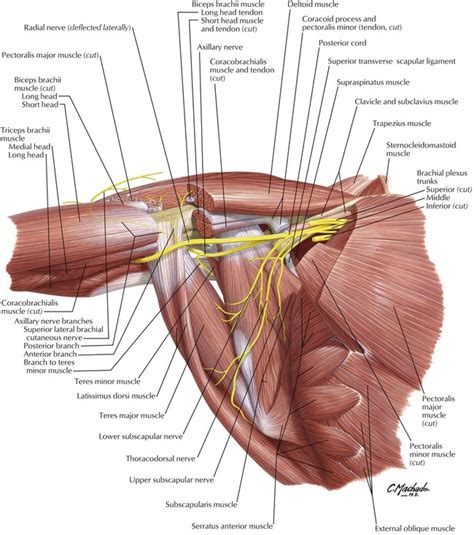 6: Upper Limb | Basicmedical Key