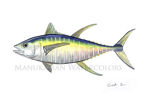 Yellowfin Tuna Print of Watercolor Painting by Damon Crook 11 X 14 - Etsy