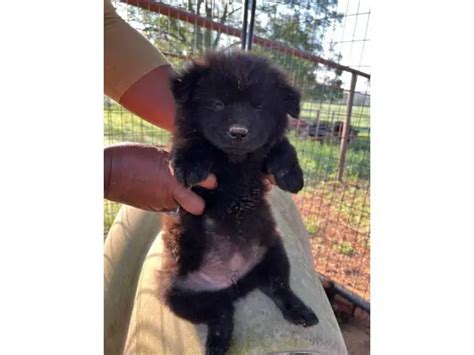 7 purebred chow puppies for sale in Shreveport - Puppies for Sale Near Me