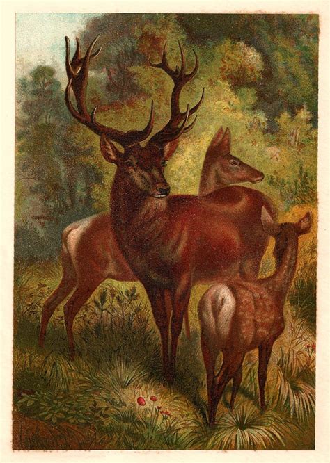 Vintage Animal Illustrations | ... Images: Free Animal Graphic: 1885 Antique Red Deer ...