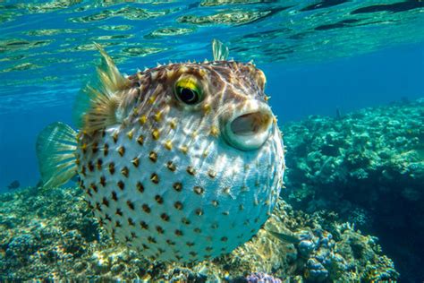 Pufferfish | CoinneachMegann