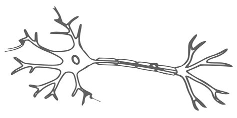 clipart neuron 10 free Cliparts | Download images on Clipground 2024