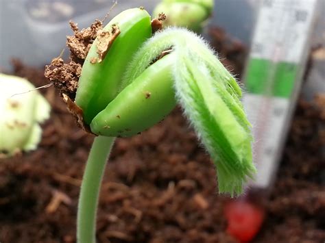 How To Germinate Tamarind Seeds