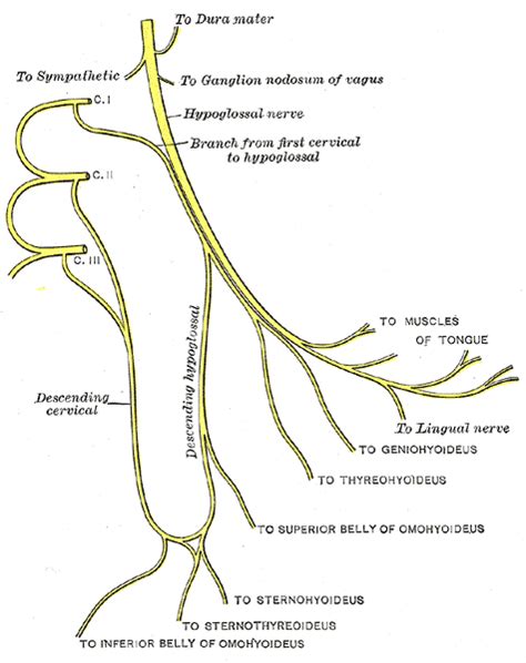 Hypoglossal nerve - wikidoc