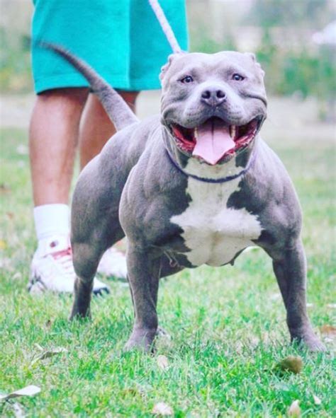 Razor Edge Pitbull: History, Appearance, Temperament, and Health – Terrier Owner