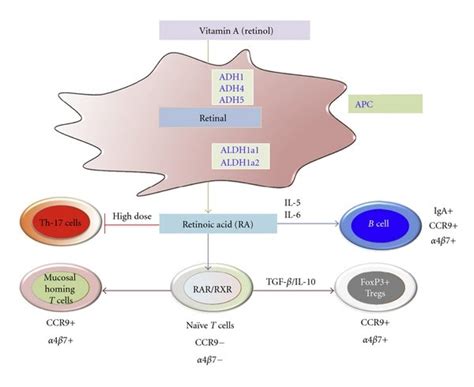 Retinoic acid synthesis pathway in dendritic cells and its effects on... | Download Scientific ...