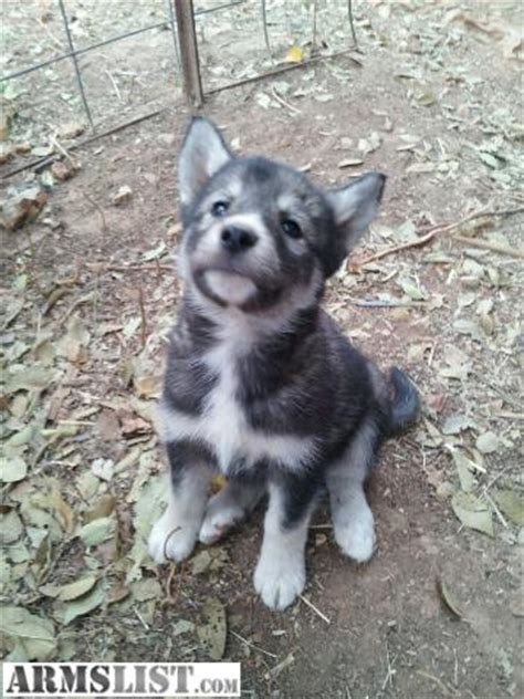 ARMSLIST - For Sale: husky/wolf mix puppies!