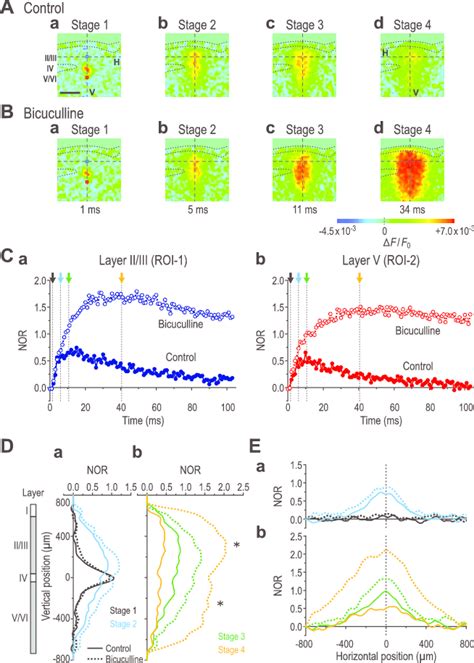 Effects of bicuculline on the excitation spread induced by layer IV... | Download Scientific Diagram