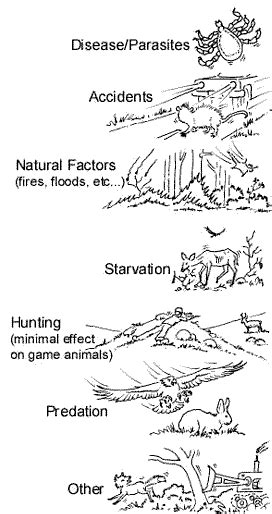 Density dependent factor - Definition and Examples - Biology Online ...